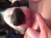 Good dog eating zoopussy